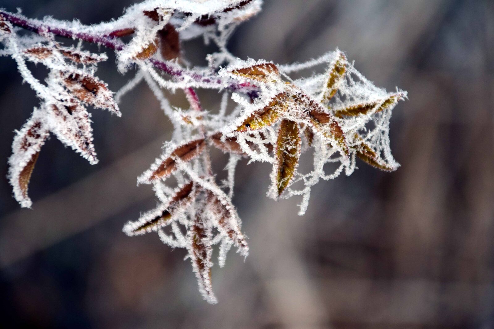 Nikon D3300 sample photo. Winter, nature, frost, tree photography