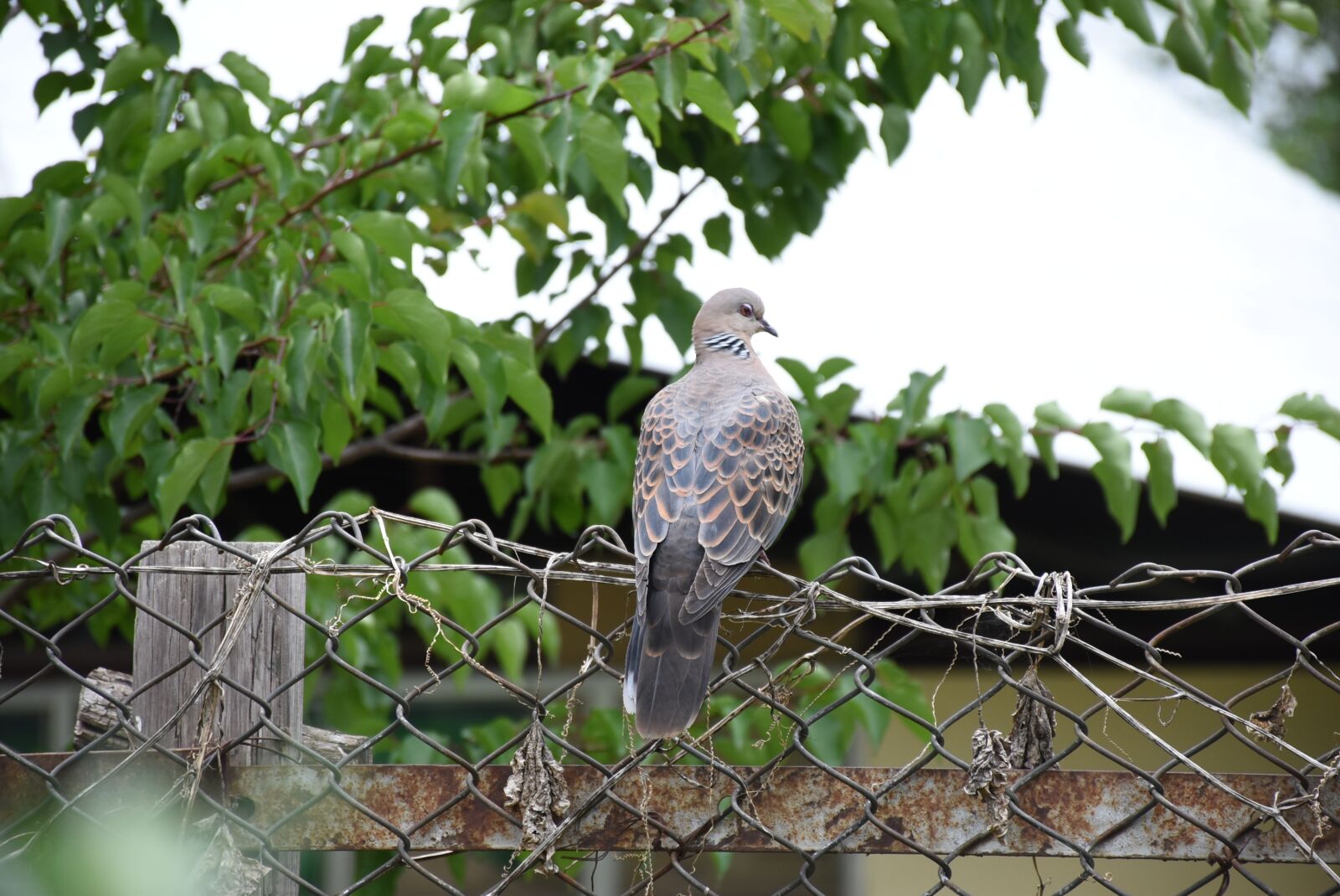 Nikon D5500 sample photo. Bhutan, pigeon, ojhal photography