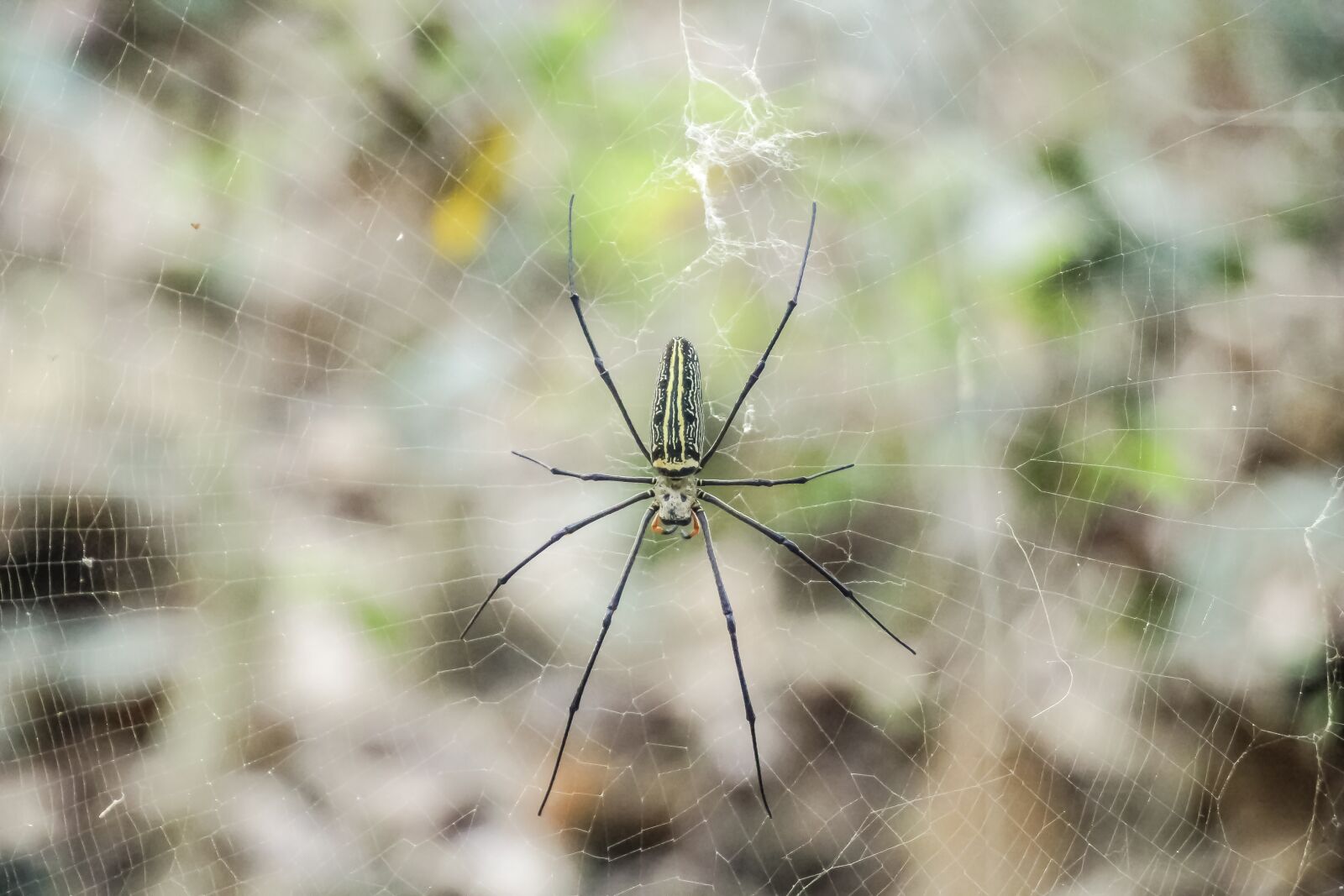 Canon EF-S 18-135mm F3.5-5.6 IS USM sample photo. Nature, insect, spider photography