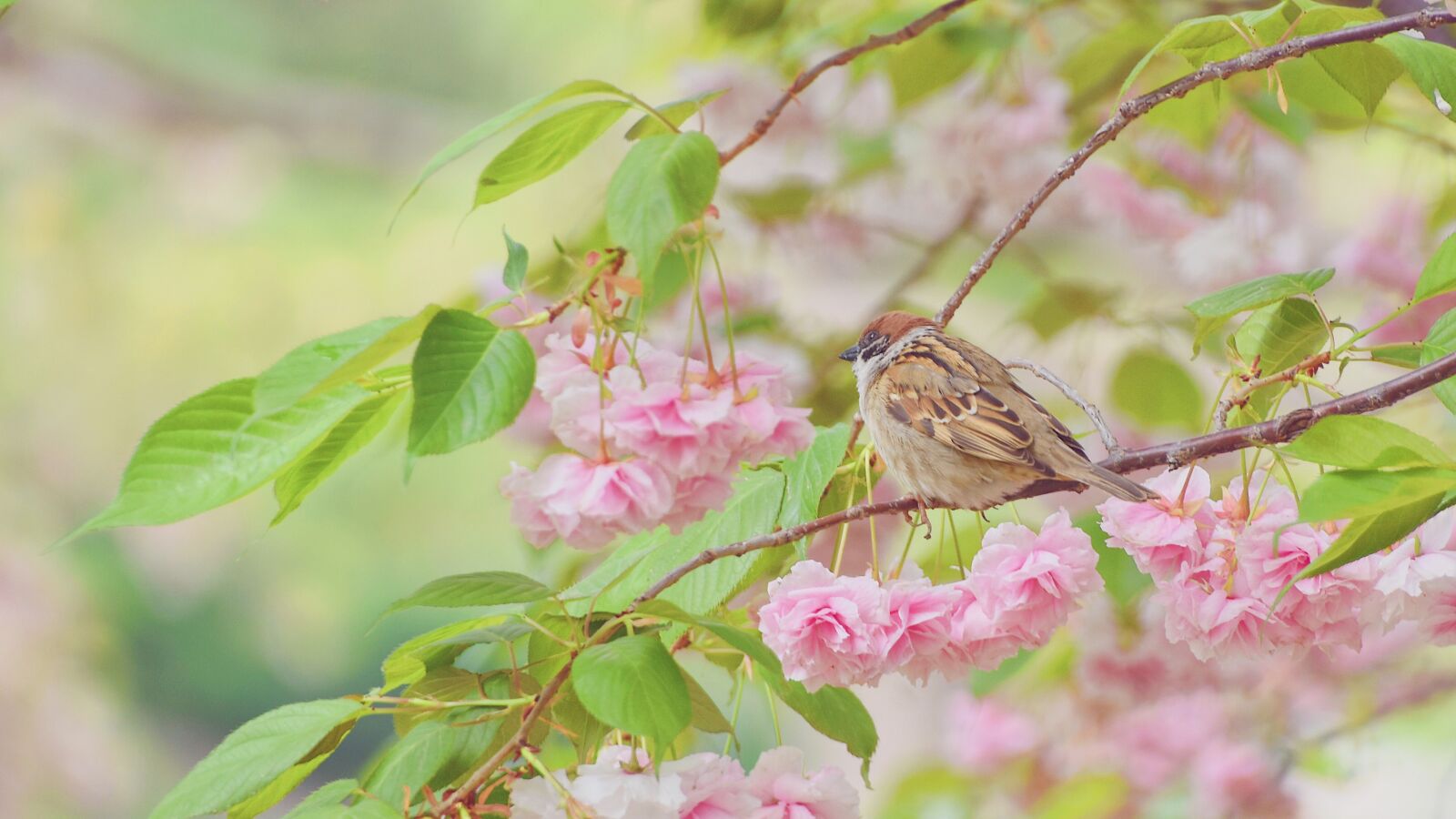 Nikon D7200 sample photo. Bird, natural, in full photography