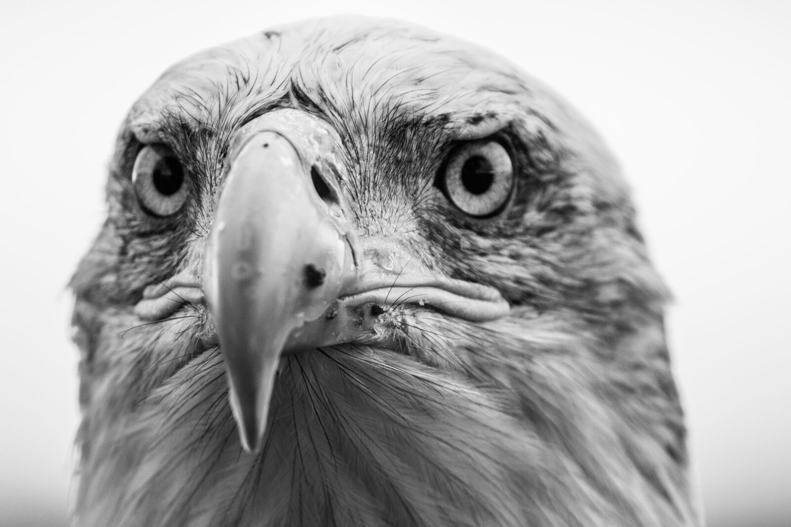 150-600mm F5-6.3 DG OS HSM | Contemporary 015 sample photo. Bald eagle, haliaeetus leucocephalus photography