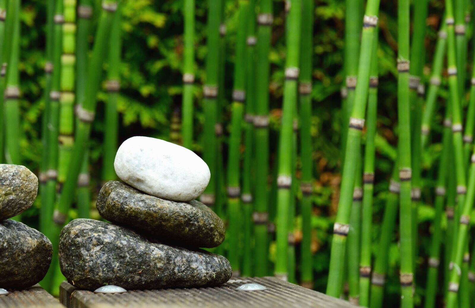Nikon D5100 sample photo. Bamboo, stone, nature, plant photography