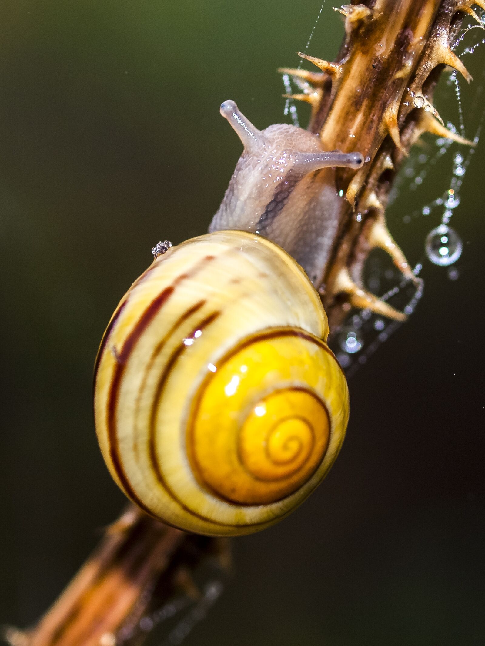 Olympus E-520 (EVOLT E-520) + OLYMPUS 35mm Lens sample photo. Tape worm, snail, nature photography