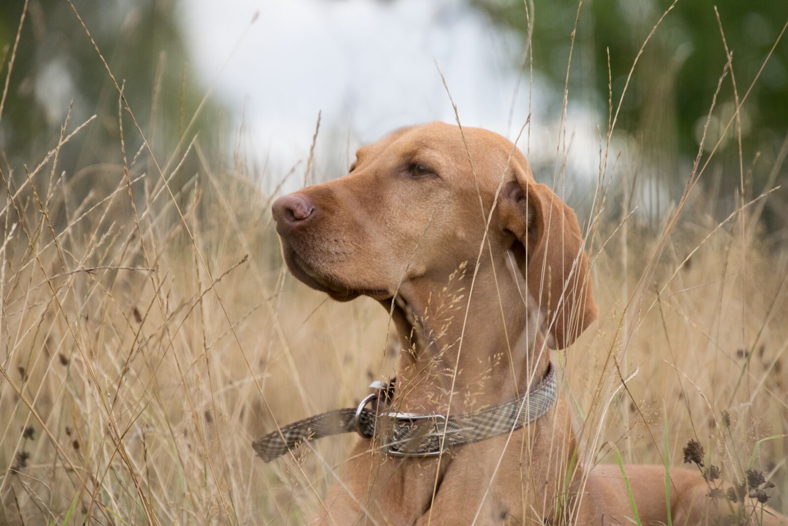 Nikon D3300 sample photo. Dog, grass, autumn photography