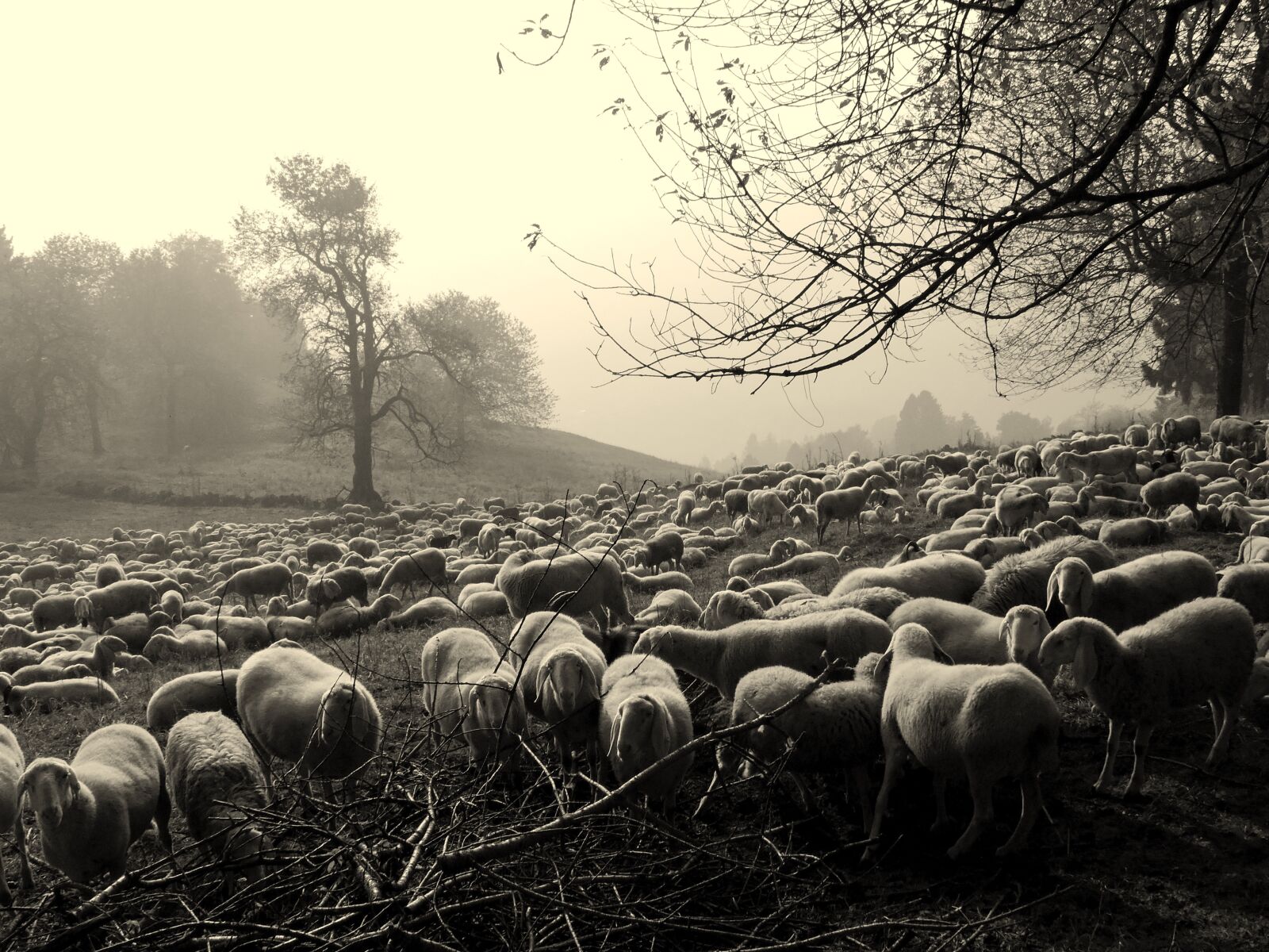 Nikon Coolpix P600 sample photo. Flock, dark, sheep photography
