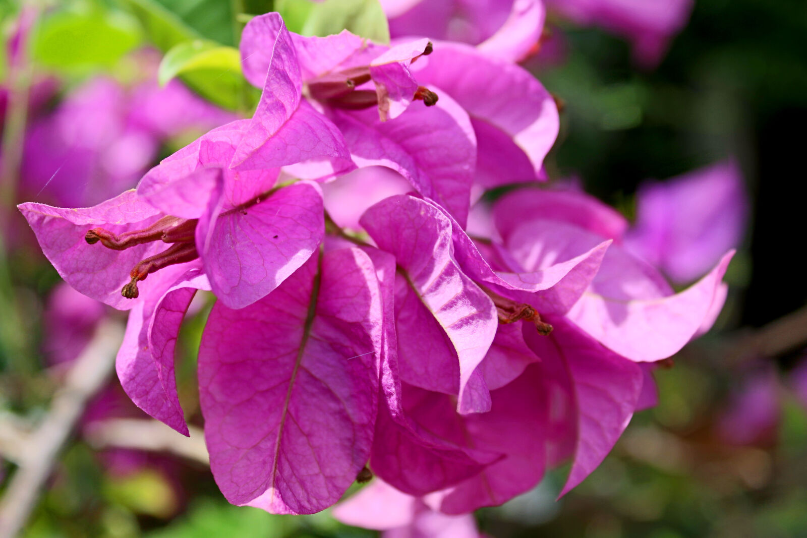 Canon EOS 650D (EOS Rebel T4i / EOS Kiss X6i) sample photo. Abstract, background, beautiful, beauty photography