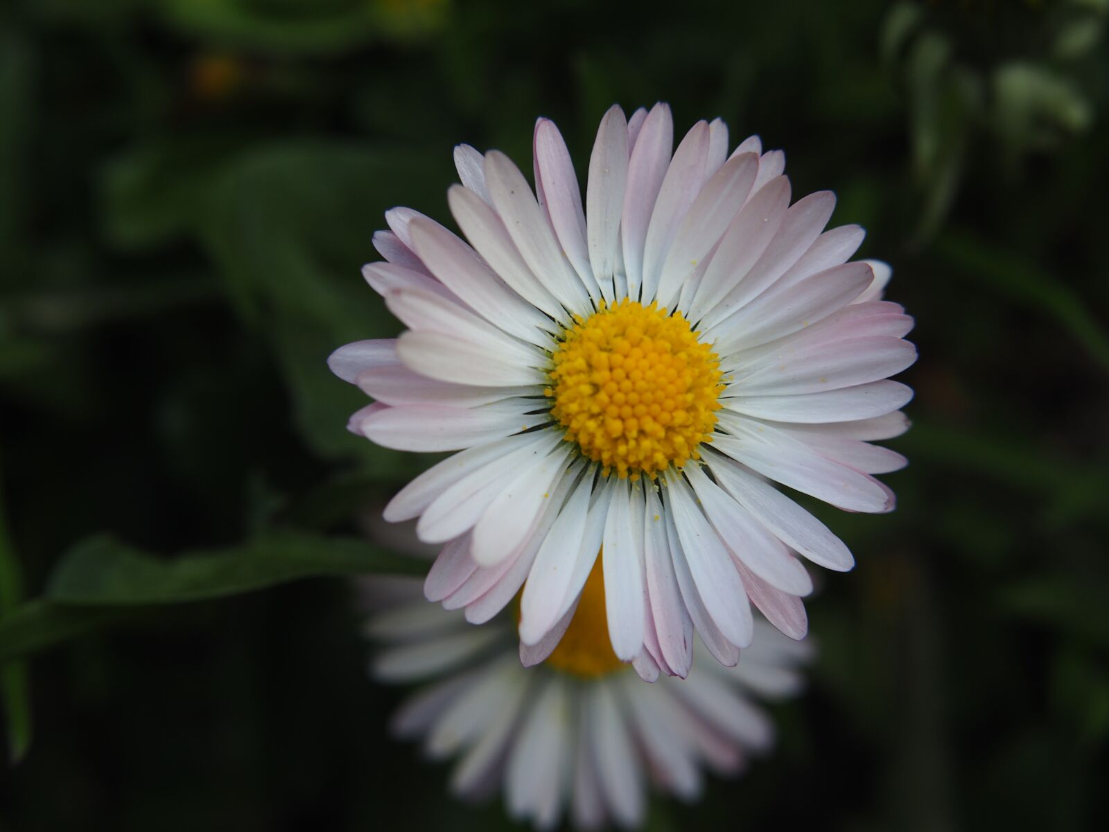 Olympus M.Zuiko Digital ED 40-150mm F4-5.6 R sample photo. Daisy, flower, meadow flower photography