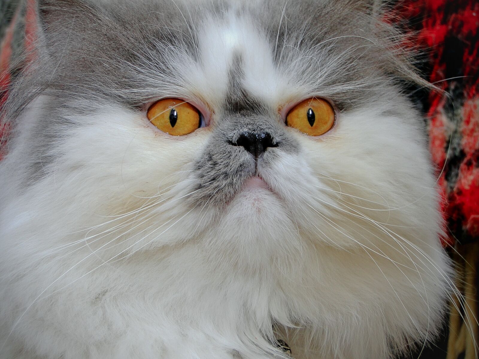 Sony Cyber-shot DSC-HX1 sample photo. Cat, close up, face photography