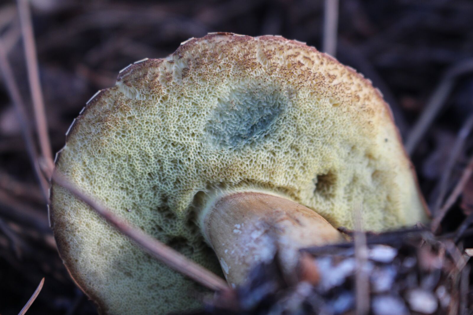 Canon EOS 700D (EOS Rebel T5i / EOS Kiss X7i) sample photo. Bay bolete, fungus, nature photography