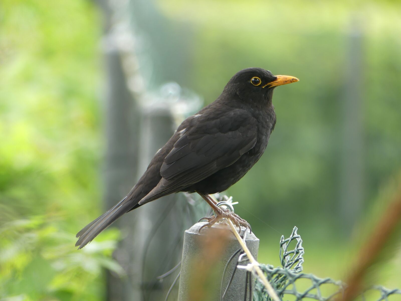 Panasonic Lumix DMC-FZ300 sample photo. Bird, blackbird, nature photography