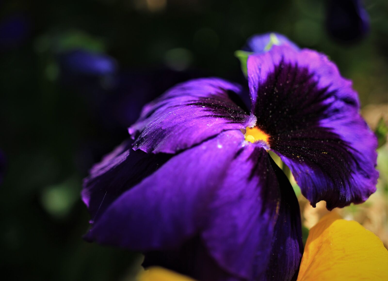 Canon EOS 7D sample photo. Pansy, purple, black photography