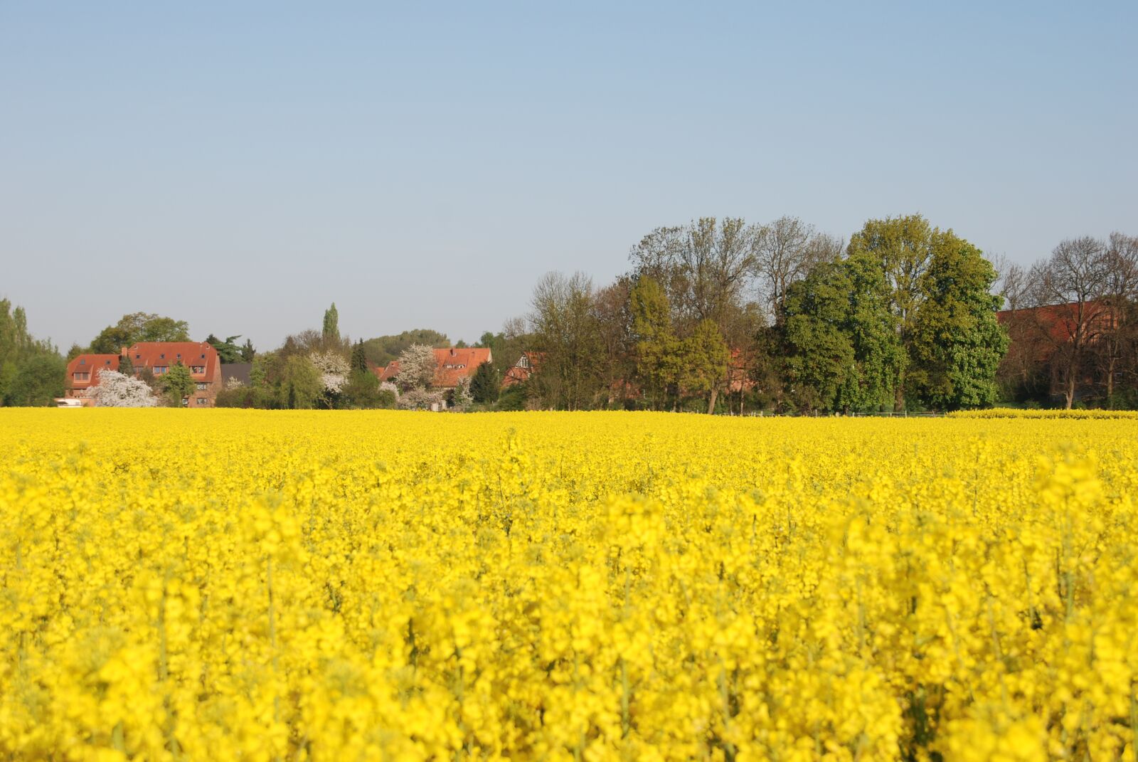 Nikon D80 sample photo. Plant, rapeseed, yellow photography
