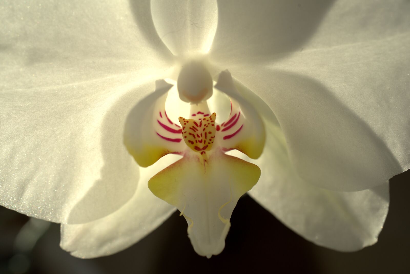 Sony FE 50mm F2.8 Macro sample photo. Orchid, flower, white photography