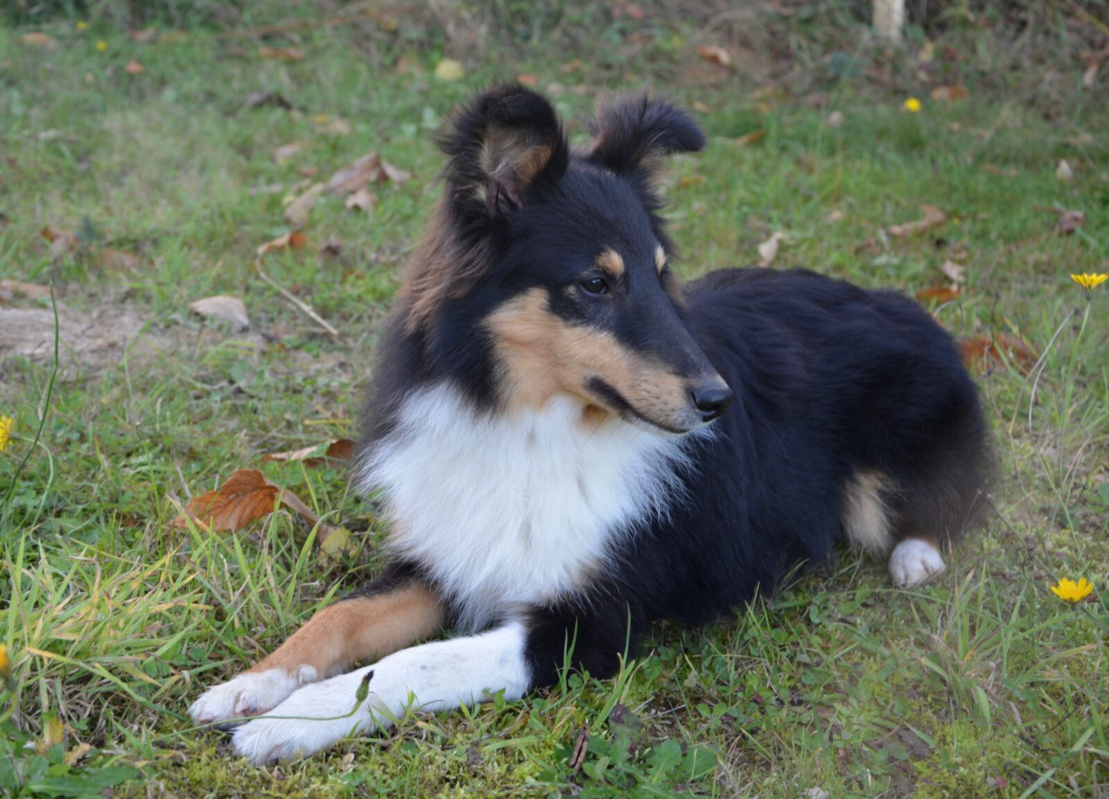 Nikon D5200 sample photo. Dog, dog lie, domestic photography