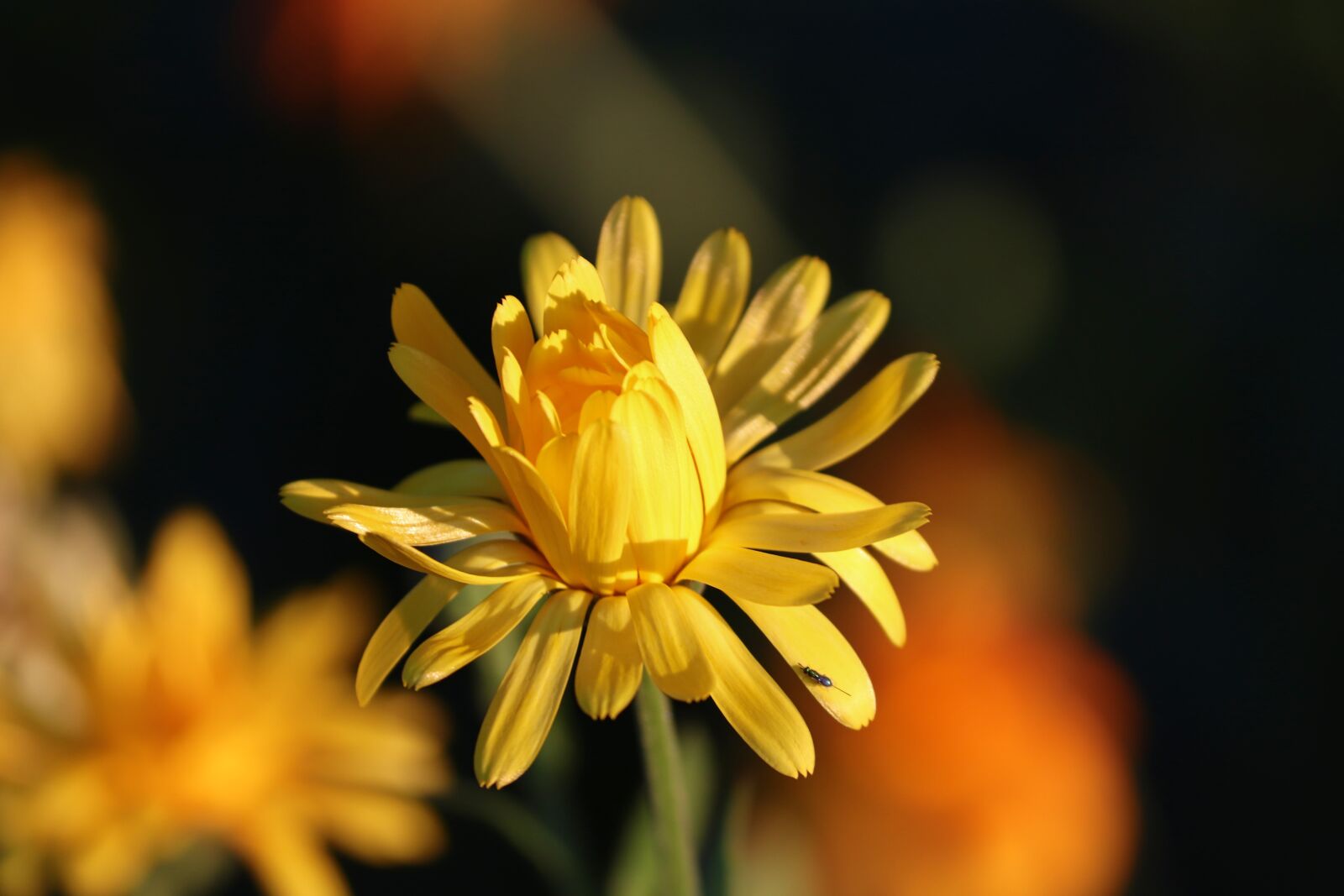 Canon EOS 200D (EOS Rebel SL2 / EOS Kiss X9) sample photo. Marigold, calendula suffruticosa, marigold photography