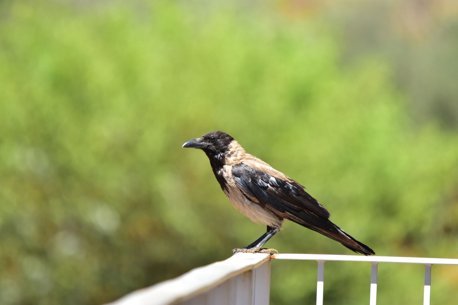 Nikon D7200 sample photo