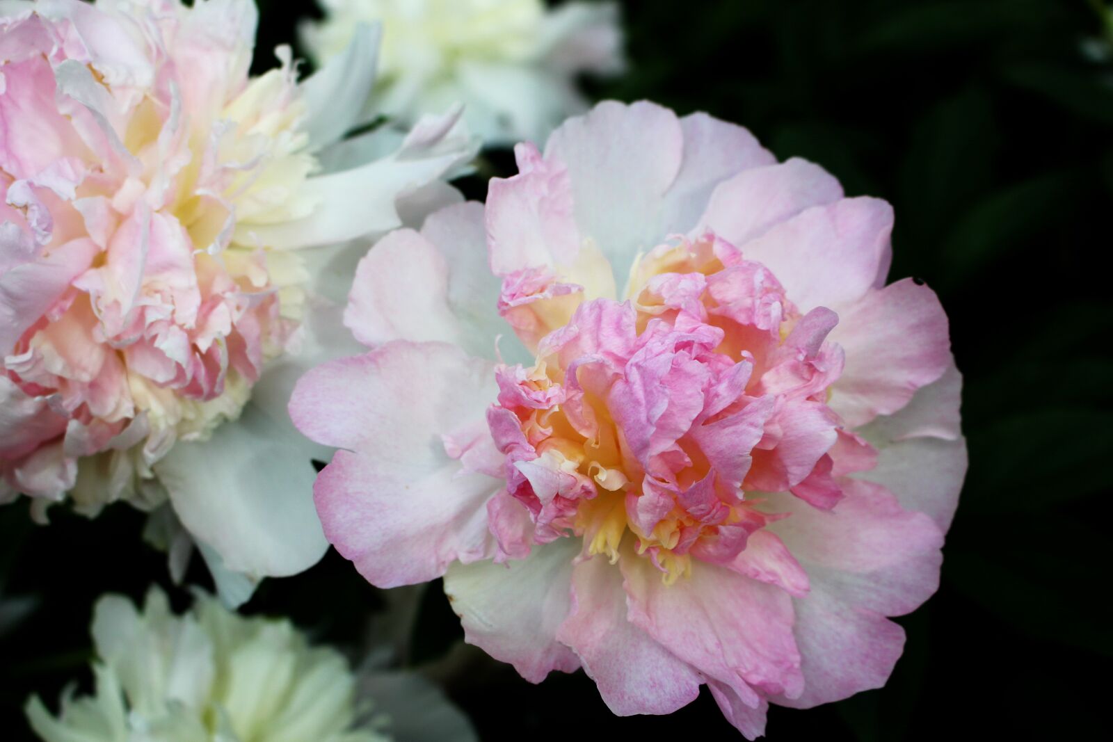 Canon EOS 100D (EOS Rebel SL1 / EOS Kiss X7) sample photo. Peony, pink, flower photography