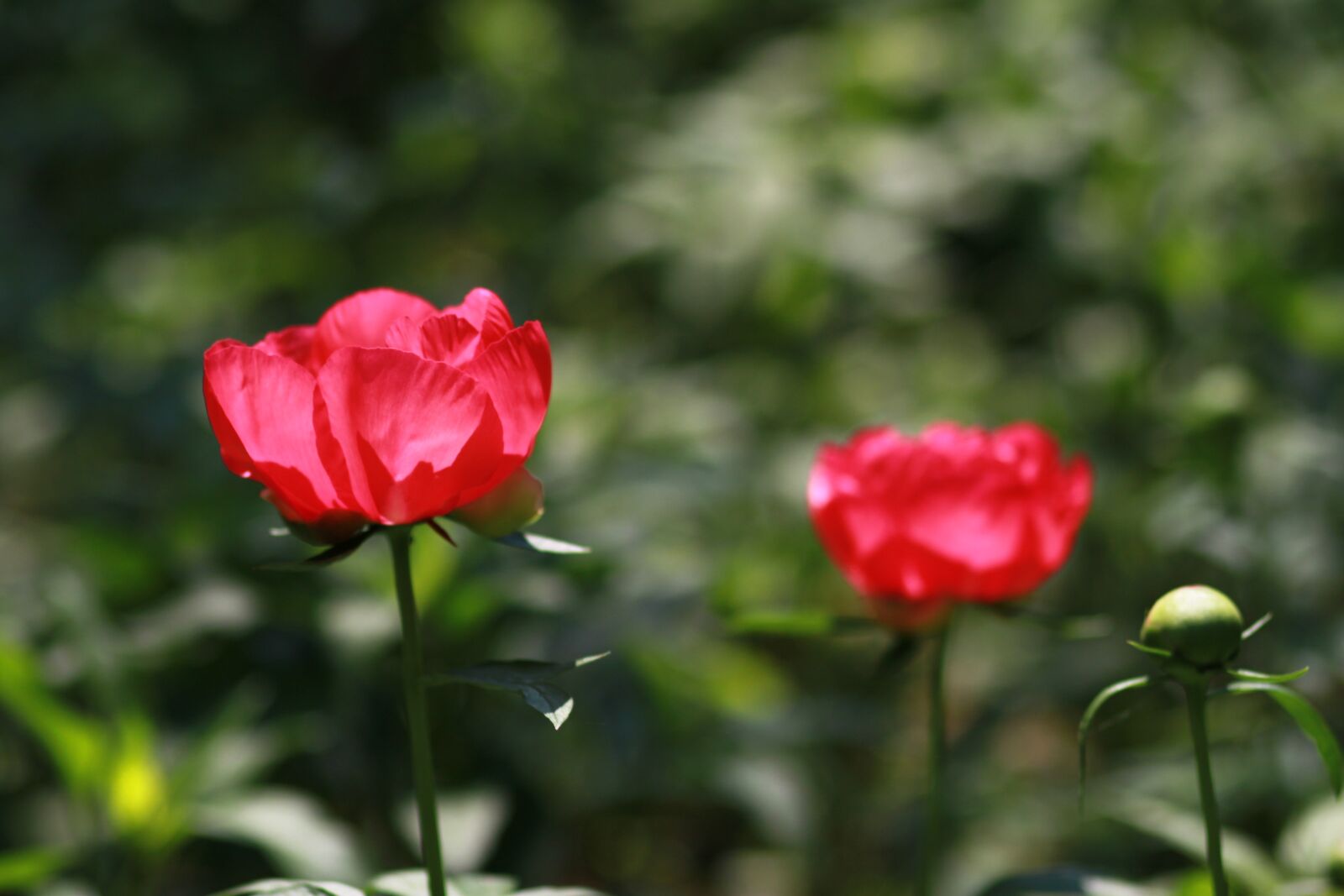 Canon EOS 500D (EOS Rebel T1i / EOS Kiss X3) sample photo. Nature, plants, flowers photography