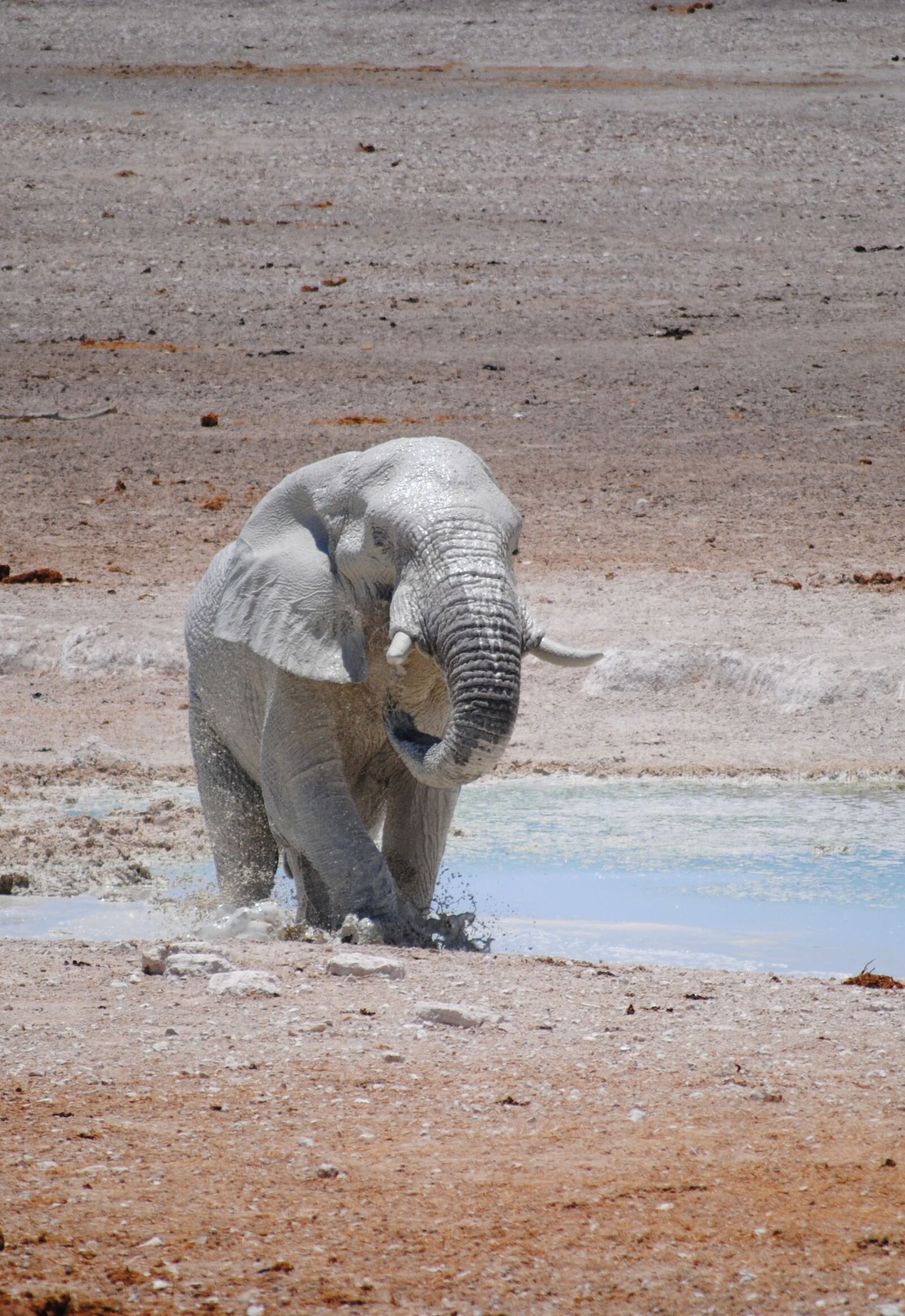 Nikon D3000 sample photo. Africa, namibia, national park photography