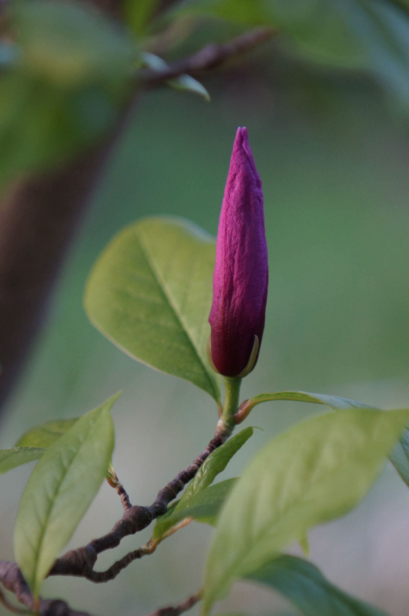 Sony SLT-A37 sample photo. Magnolia, blossom, lilac photography