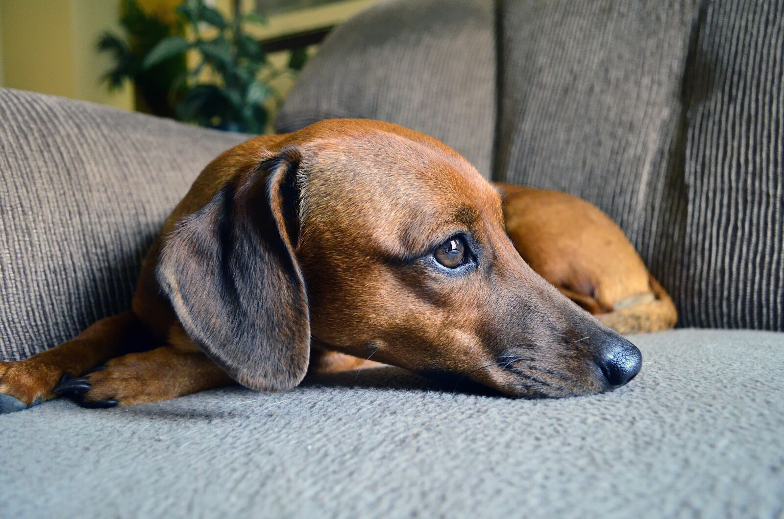 Nikon D5100 sample photo. Dog, dachshund, puppy photography