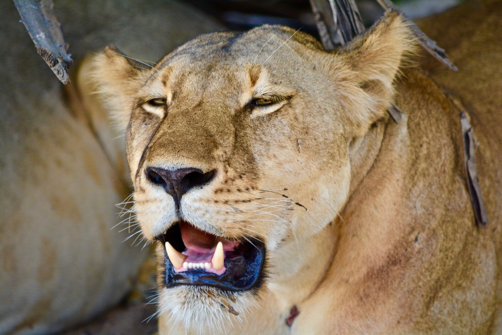 Nikon D7100 sample photo. Lioness, lion, safari photography