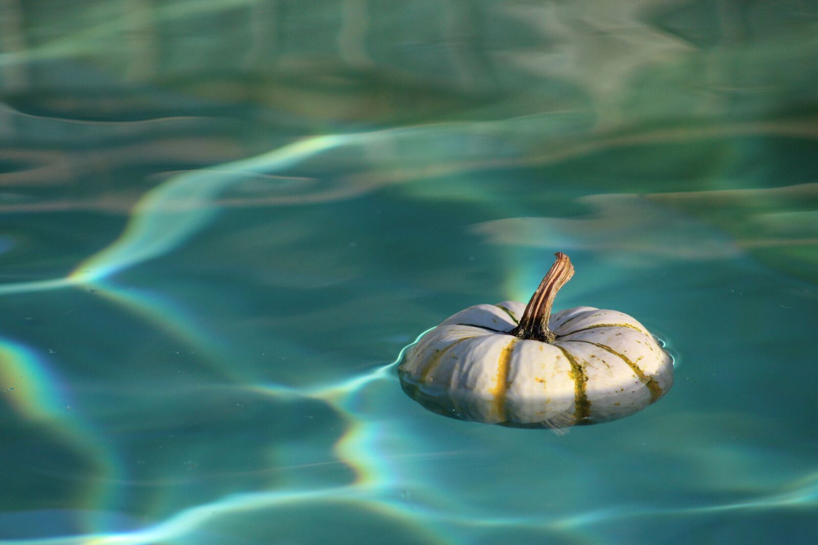 Canon EF 75-300mm f/4-5.6 sample photo. Water, pumpkin, wet photography