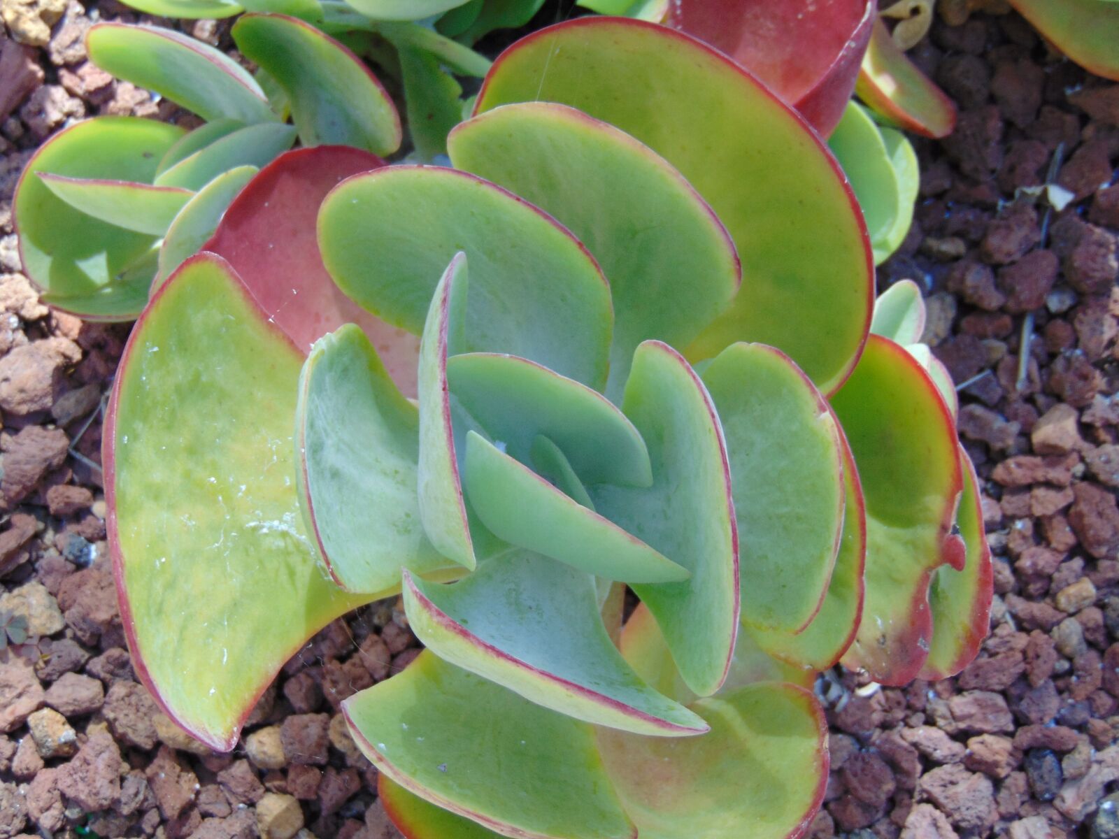Sony Cyber-shot DSC-H300 sample photo. Cactus, plant, spain photography