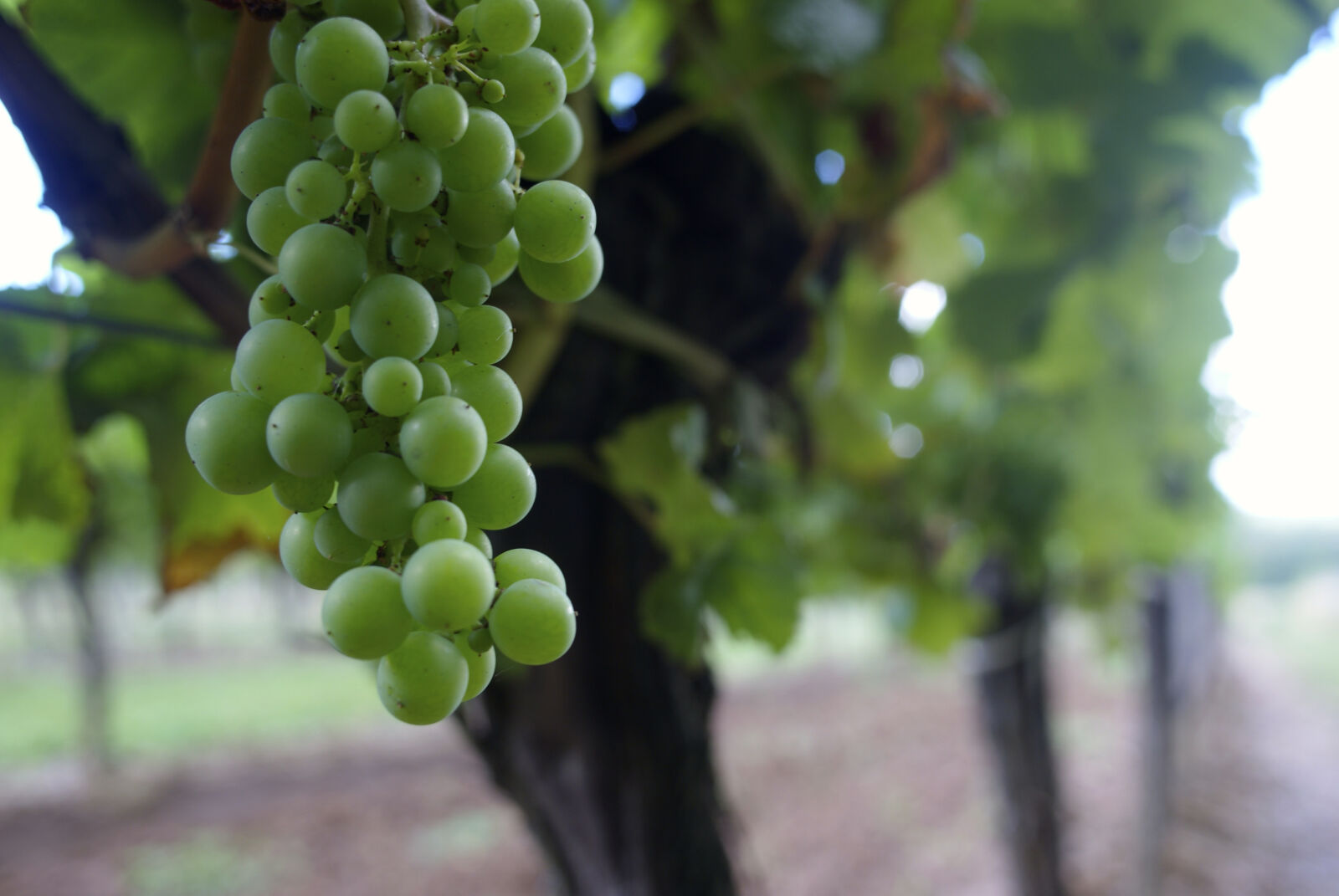 Sony Alpha DSLR-A200 + Sony 20mm F2.8 sample photo. Grappe, raisins photography