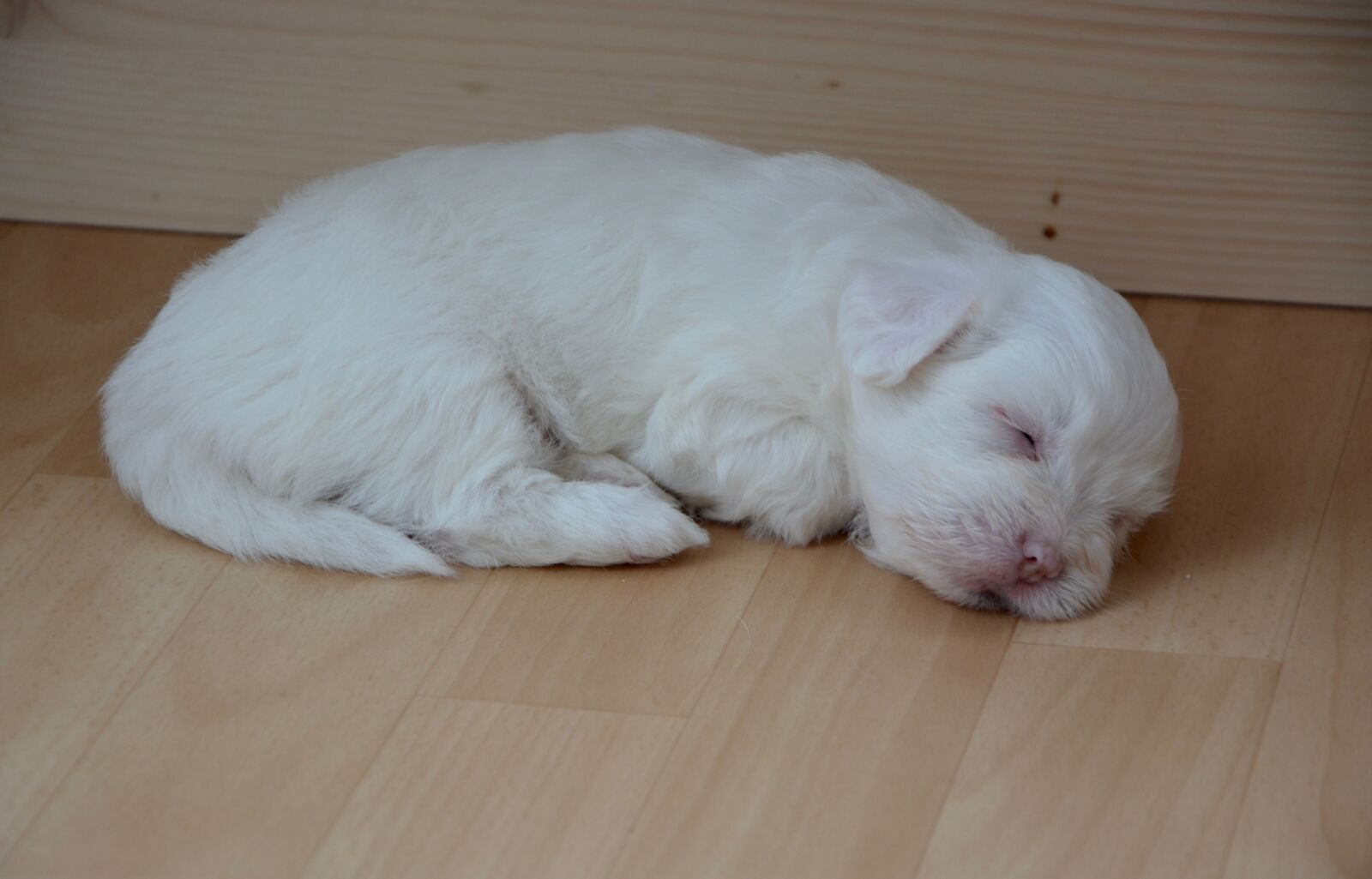Nikon D5200 sample photo. Puppy sleeper, dog, white photography
