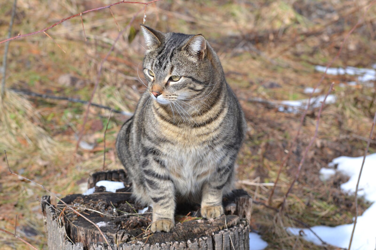 Nikon D3100 sample photo. Animal, cat, pet photography