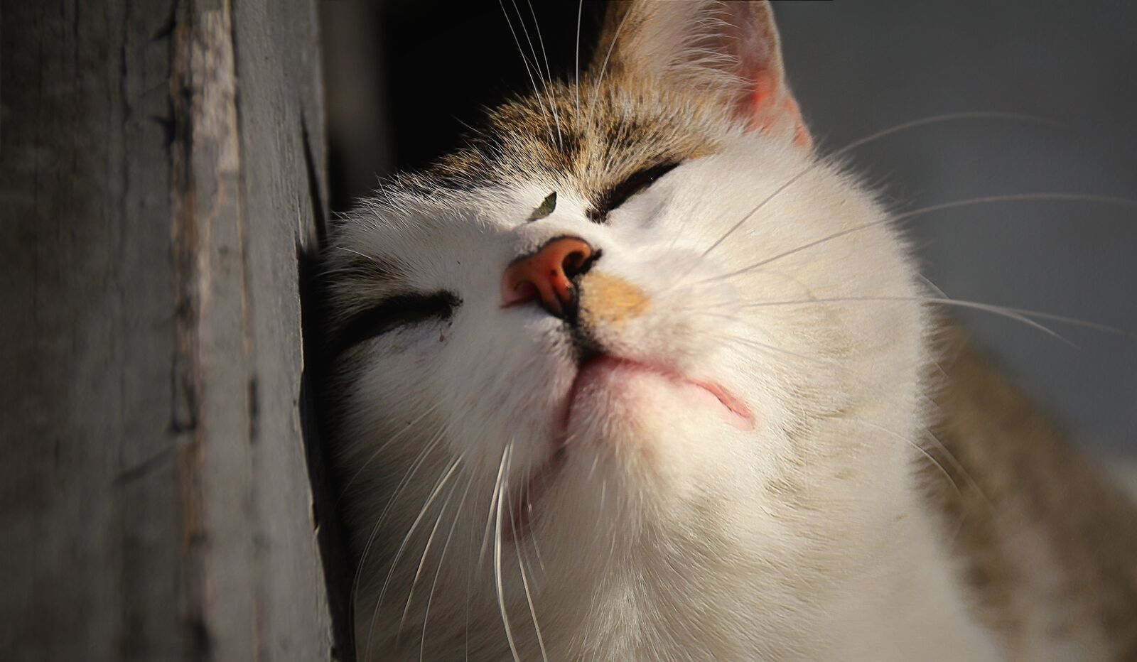 Canon EOS 60D sample photo. Cat, pet, domestic cat photography