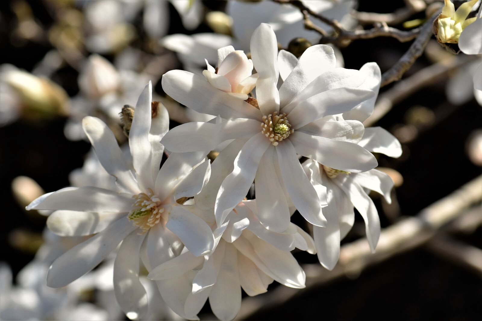 Nikon D5500 sample photo. Magnolia, blossom, bloom photography