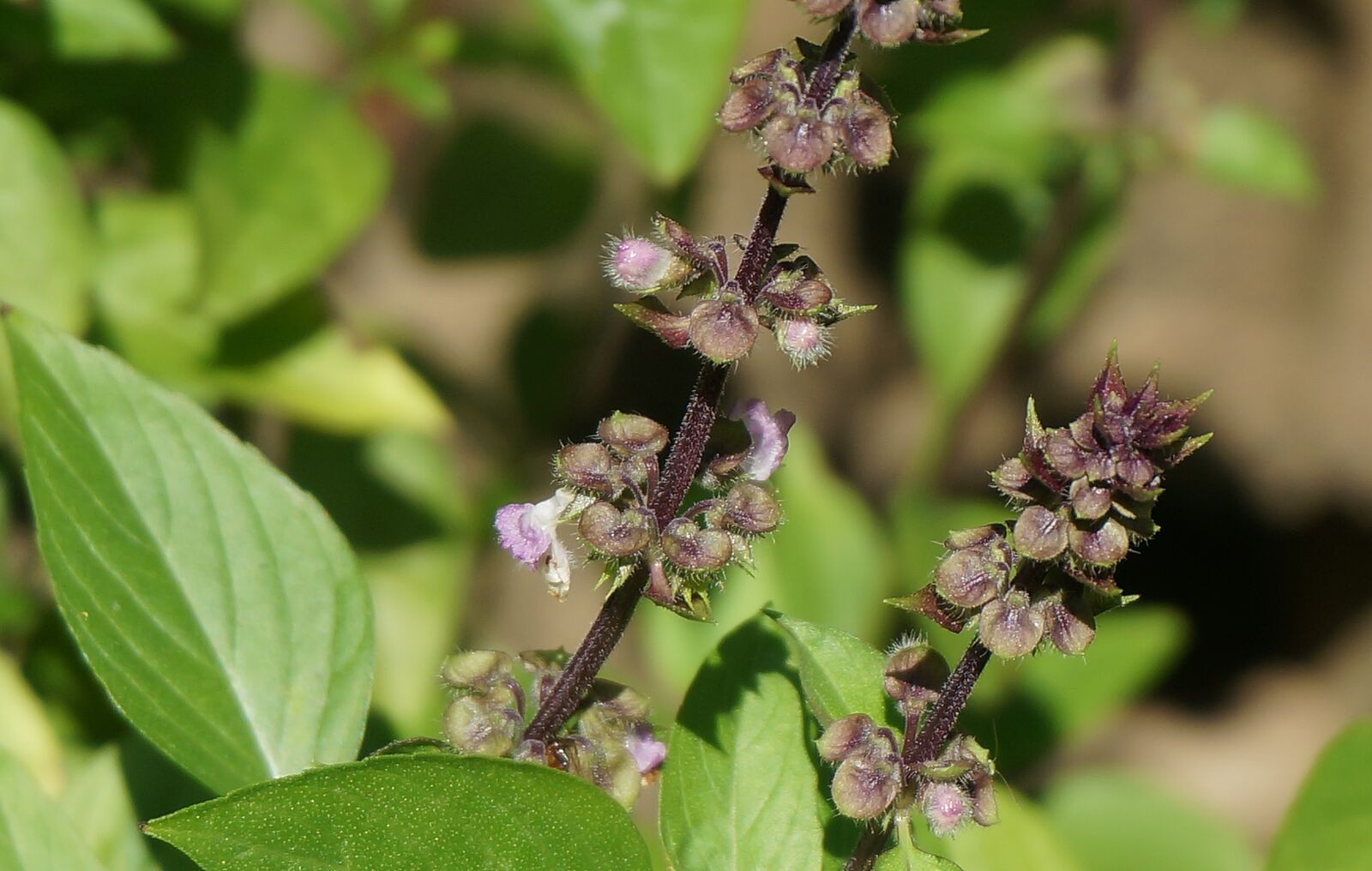 Sony Alpha NEX-5T sample photo. Tibetan basil flowers, culinary photography