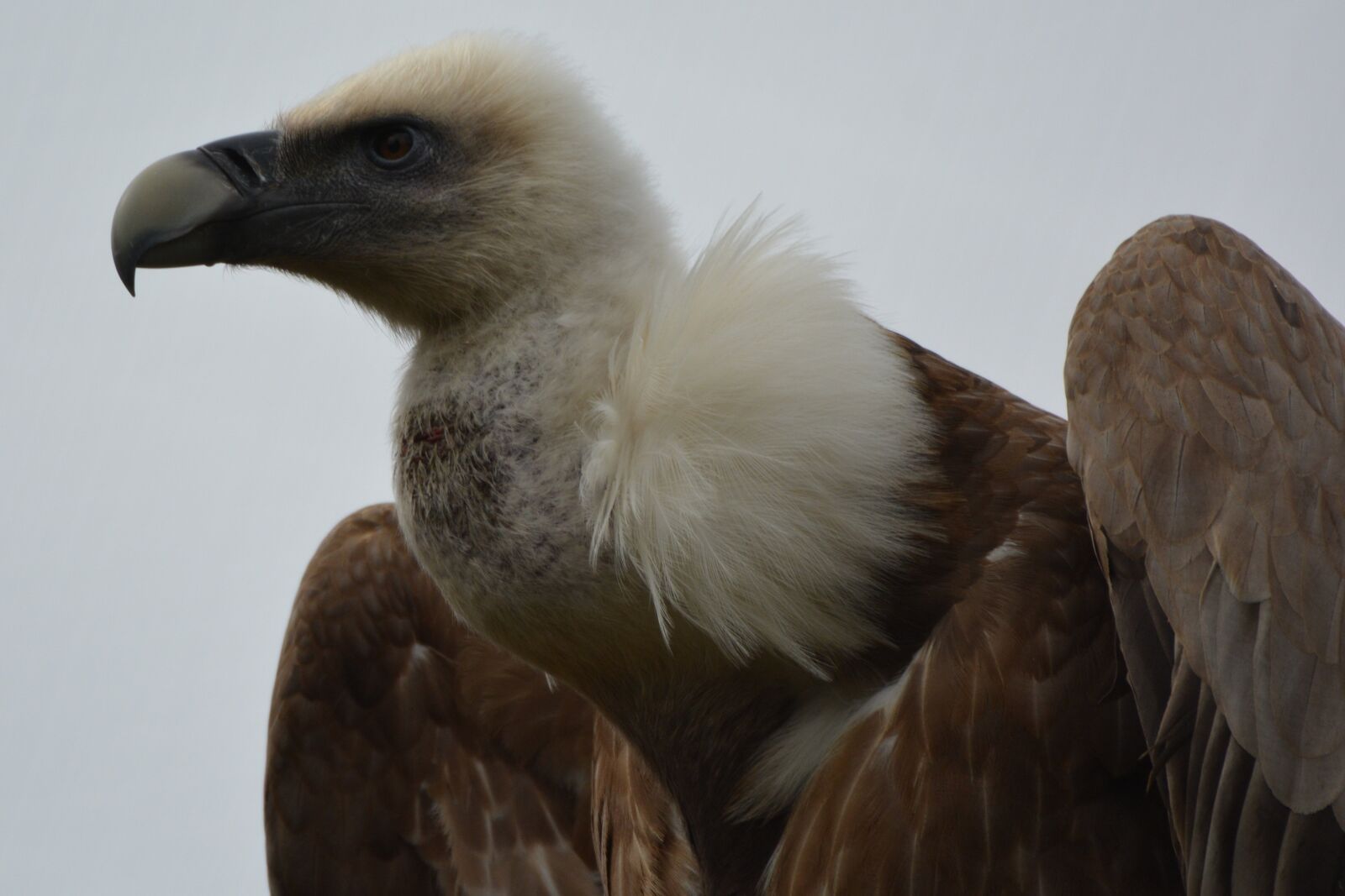 Nikon D5200 sample photo. Vulture, bird, bird of photography