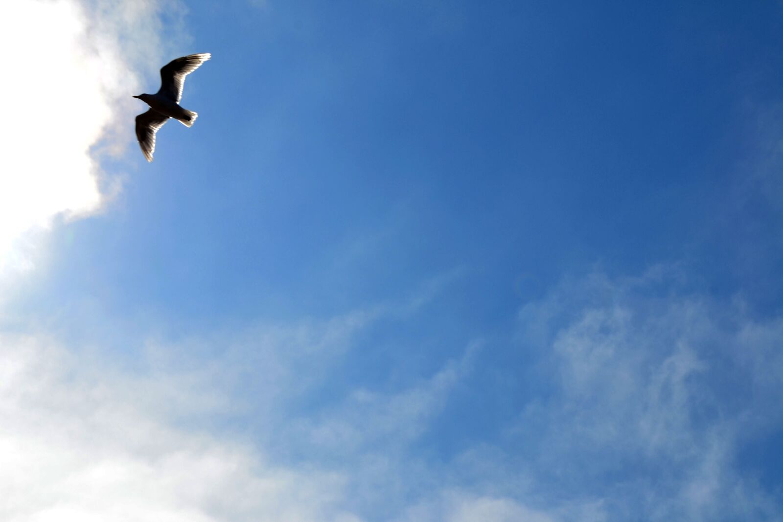 Nikon D3100 sample photo. Bird, sky, seagull photography