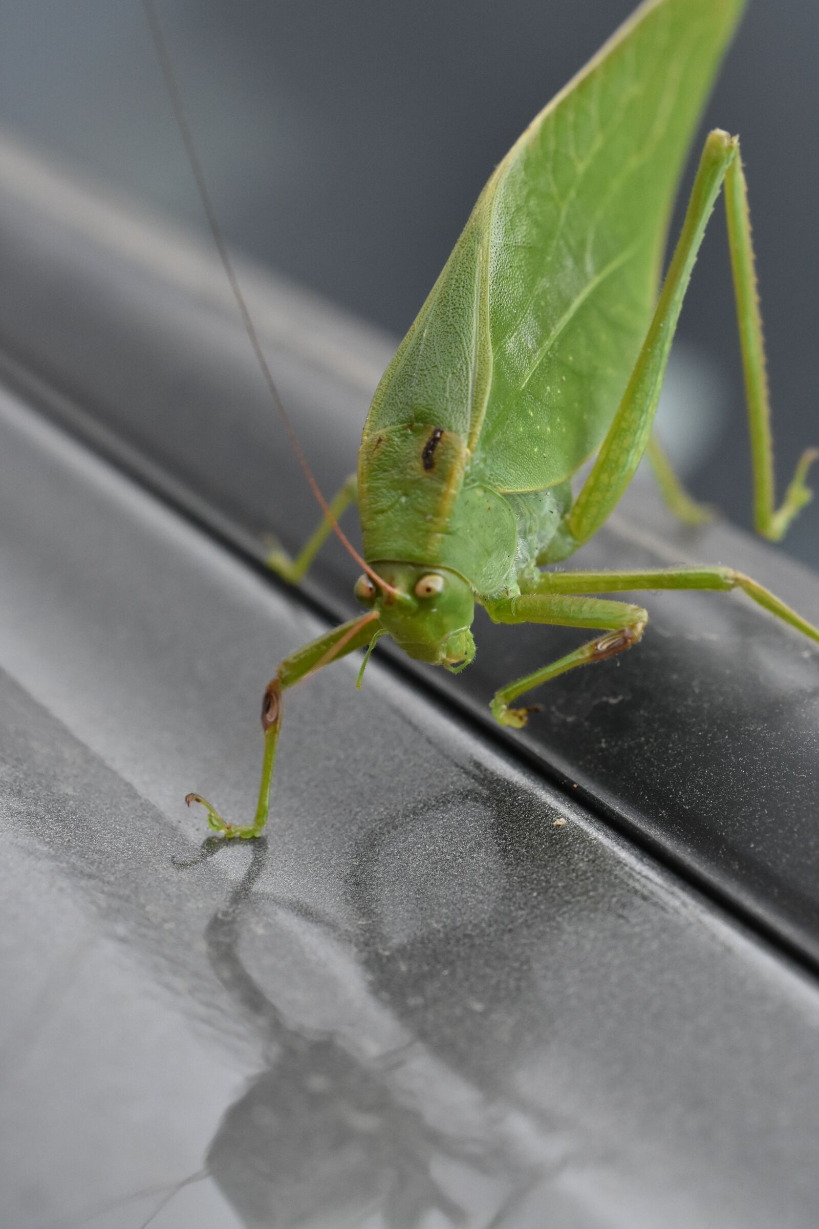 Nikon D3400 sample photo. Latin america, animals, nature photography