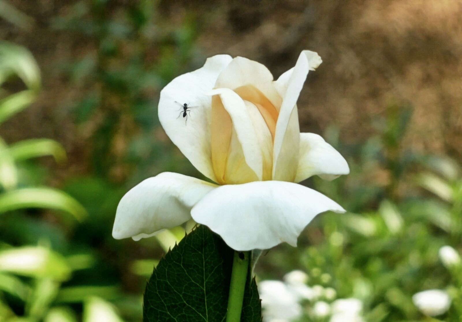 Olympus FE46,X41,X42 sample photo. Rose, flower, nature photography