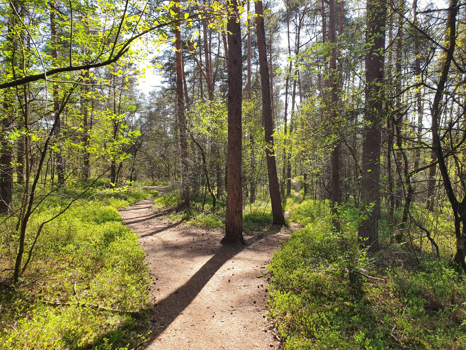 Samsung Galaxy S10 sample photo. Forest path, tree, nature photography