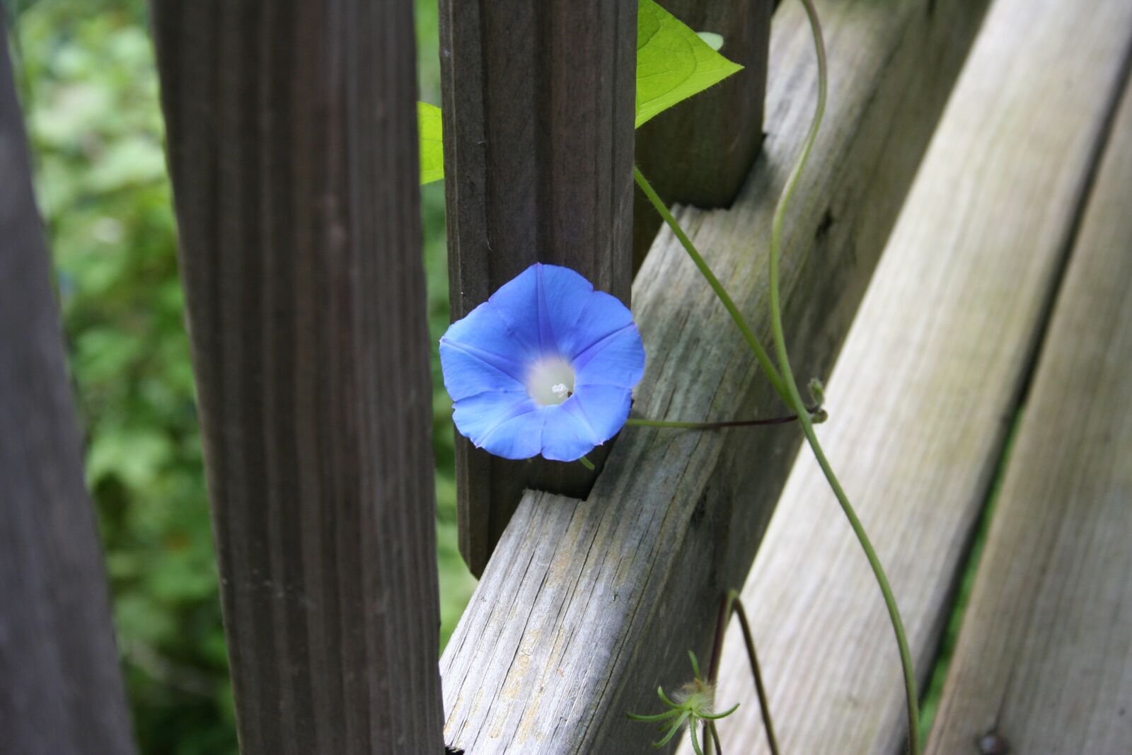 Canon EOS 350D (EOS Digital Rebel XT / EOS Kiss Digital N) sample photo. Flower, morning glory, blossom photography