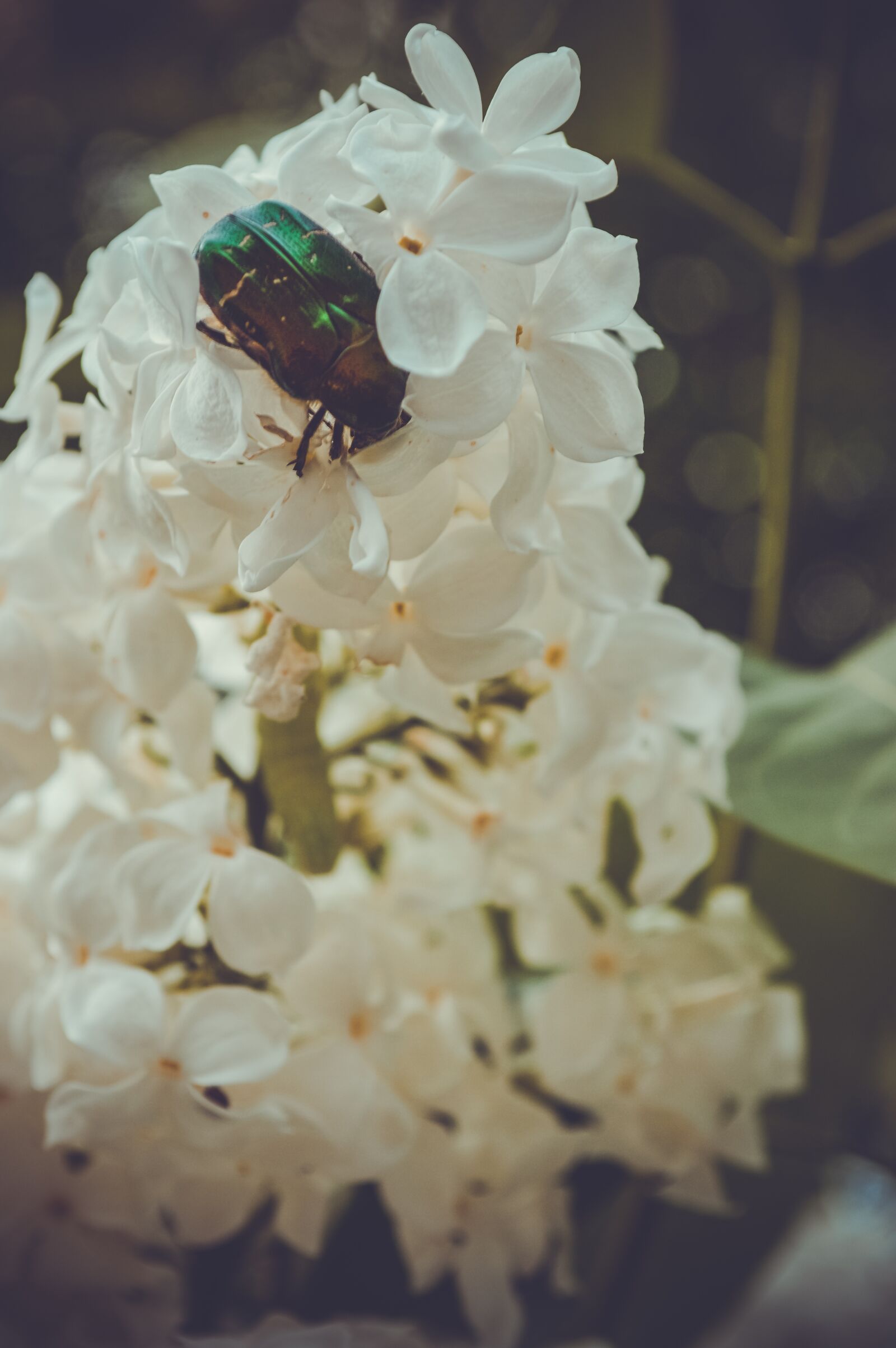 Nikon D3200 sample photo. Beetle, flowers, insect photography