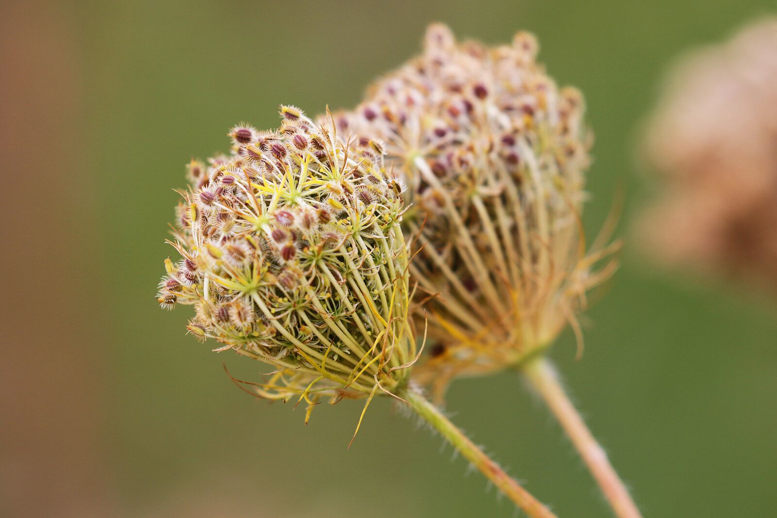 Canon EF 100-400mm F4.5-5.6L IS II USM sample photo. Wild carrot, faded, autumn photography