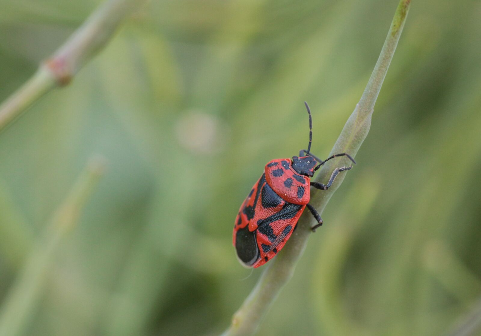Canon EOS 700D (EOS Rebel T5i / EOS Kiss X7i) + Sigma 70mm F2.8 EX DG Macro sample photo. Beetle, bug, insect photography