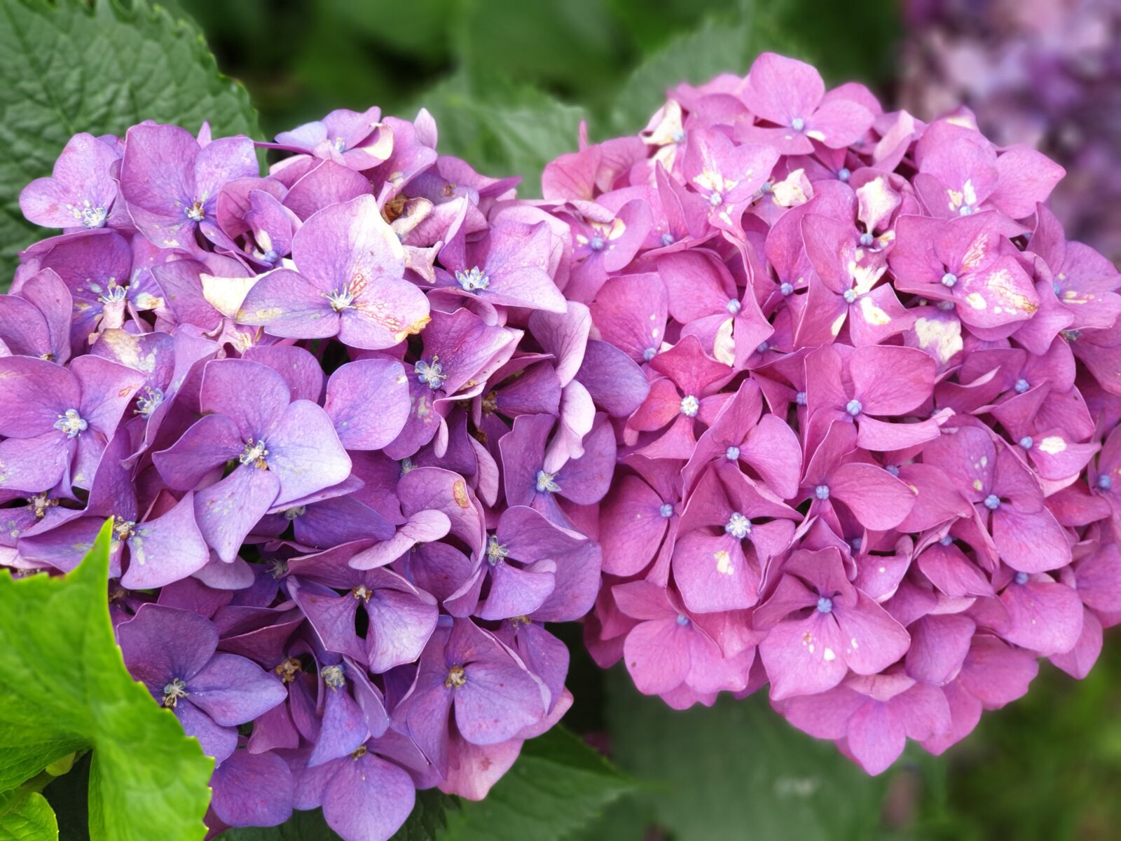 Samsung Galaxy Note9 sample photo. Flowers, hydrangea, nature photography