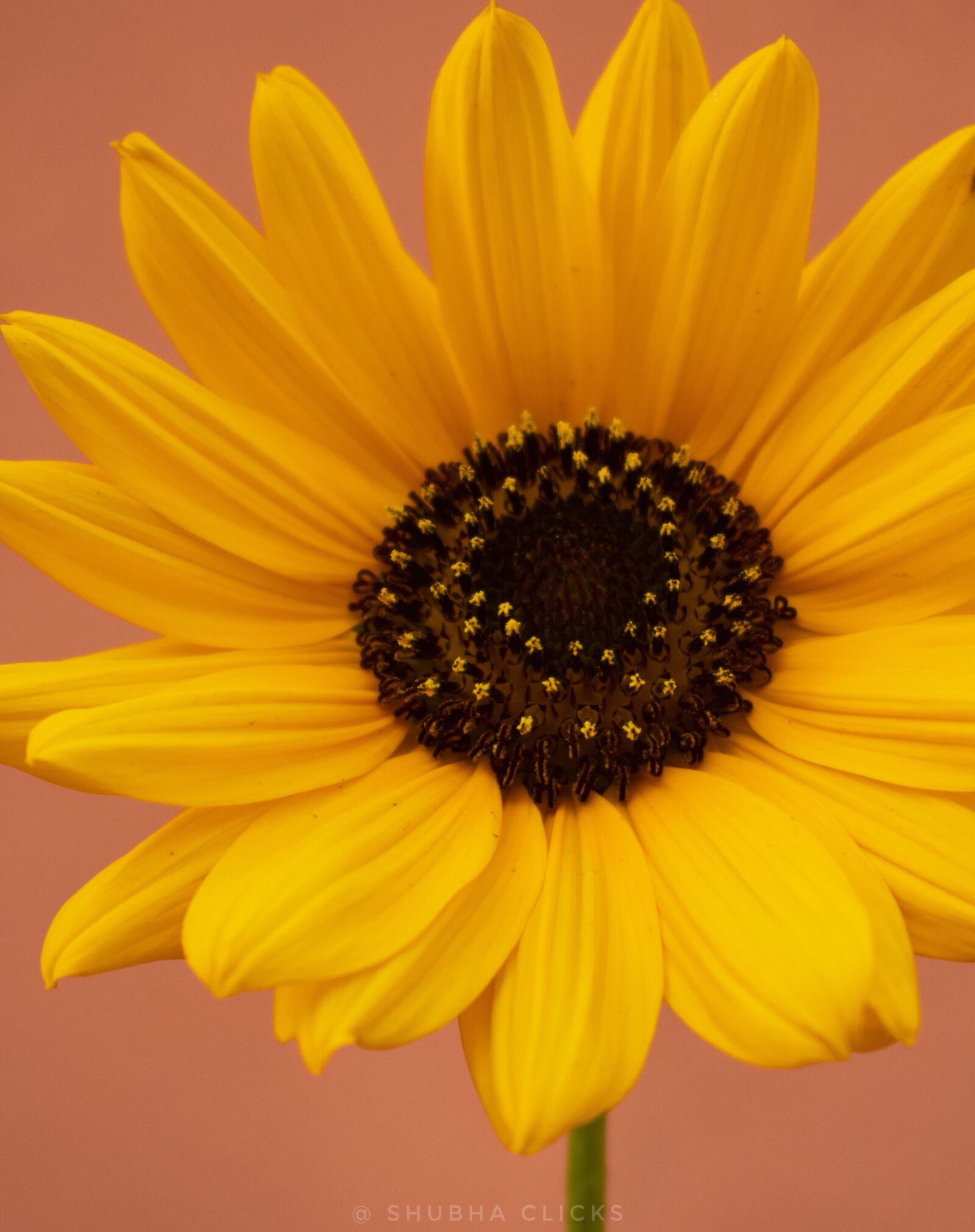 Nikon D5300 sample photo. Sunflower, flower, lockdown photography