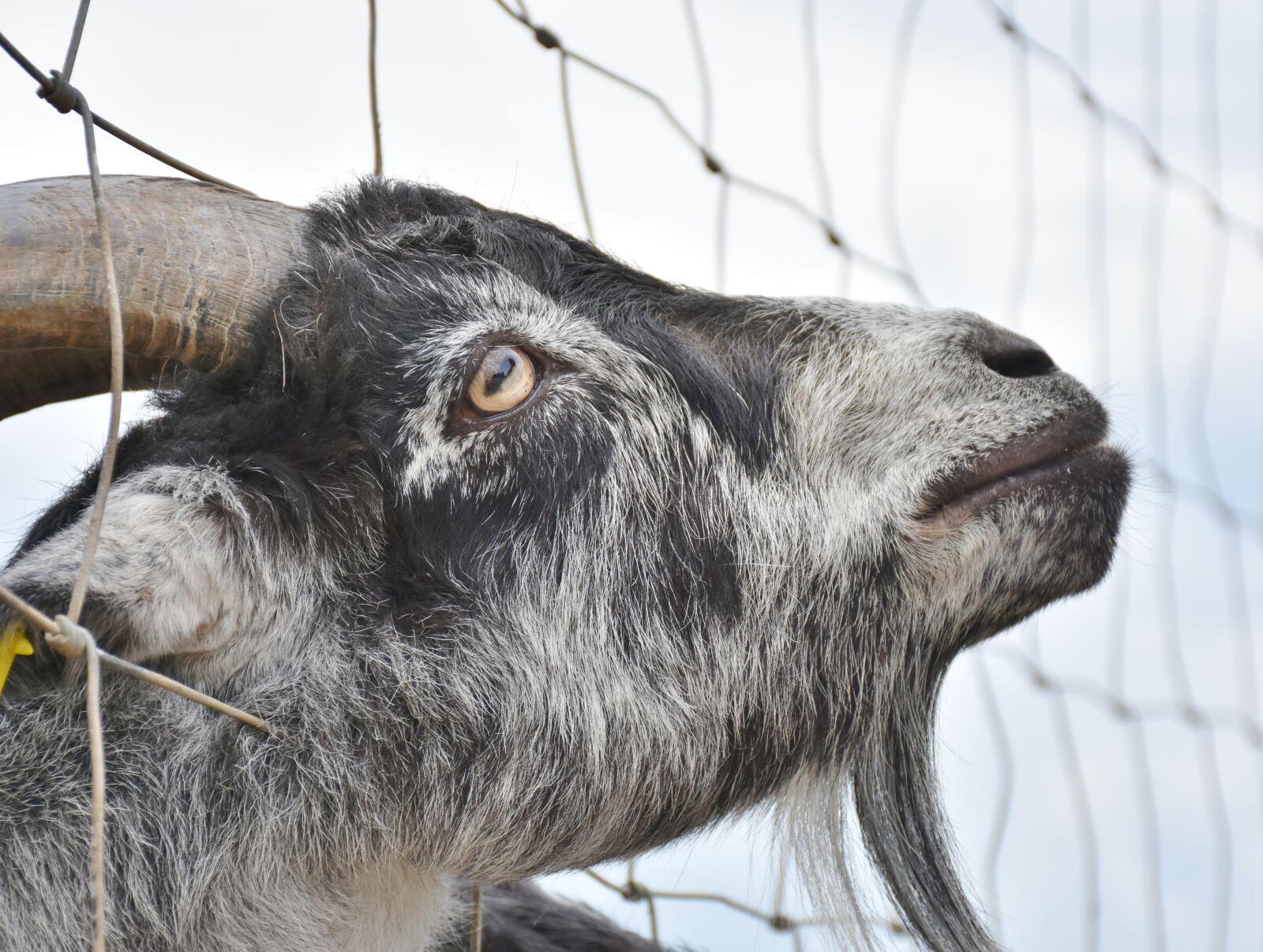 Nikon D7200 sample photo. Goat, bock, horns photography