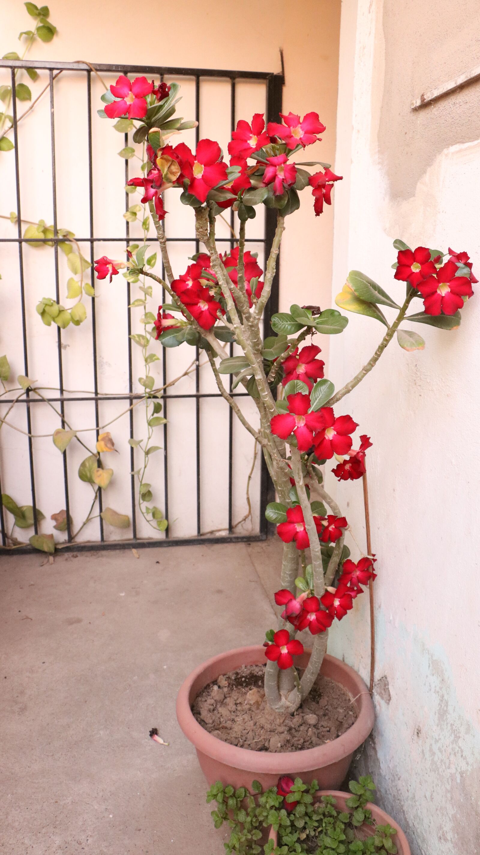 Canon EOS 750D (EOS Rebel T6i / EOS Kiss X8i) sample photo. Flowers, garden, plant photography