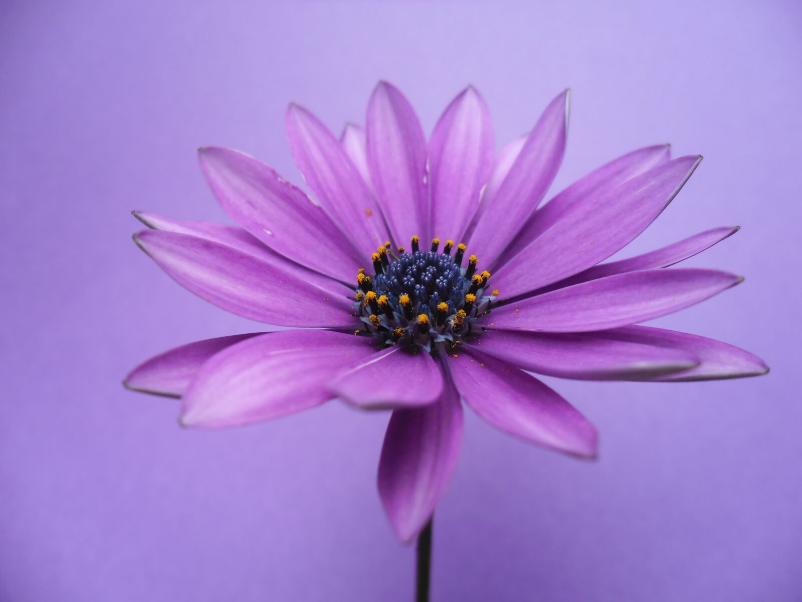 Samsung ES80/ ES81 sample photo. Spanish margriet, flower, 2019 photography