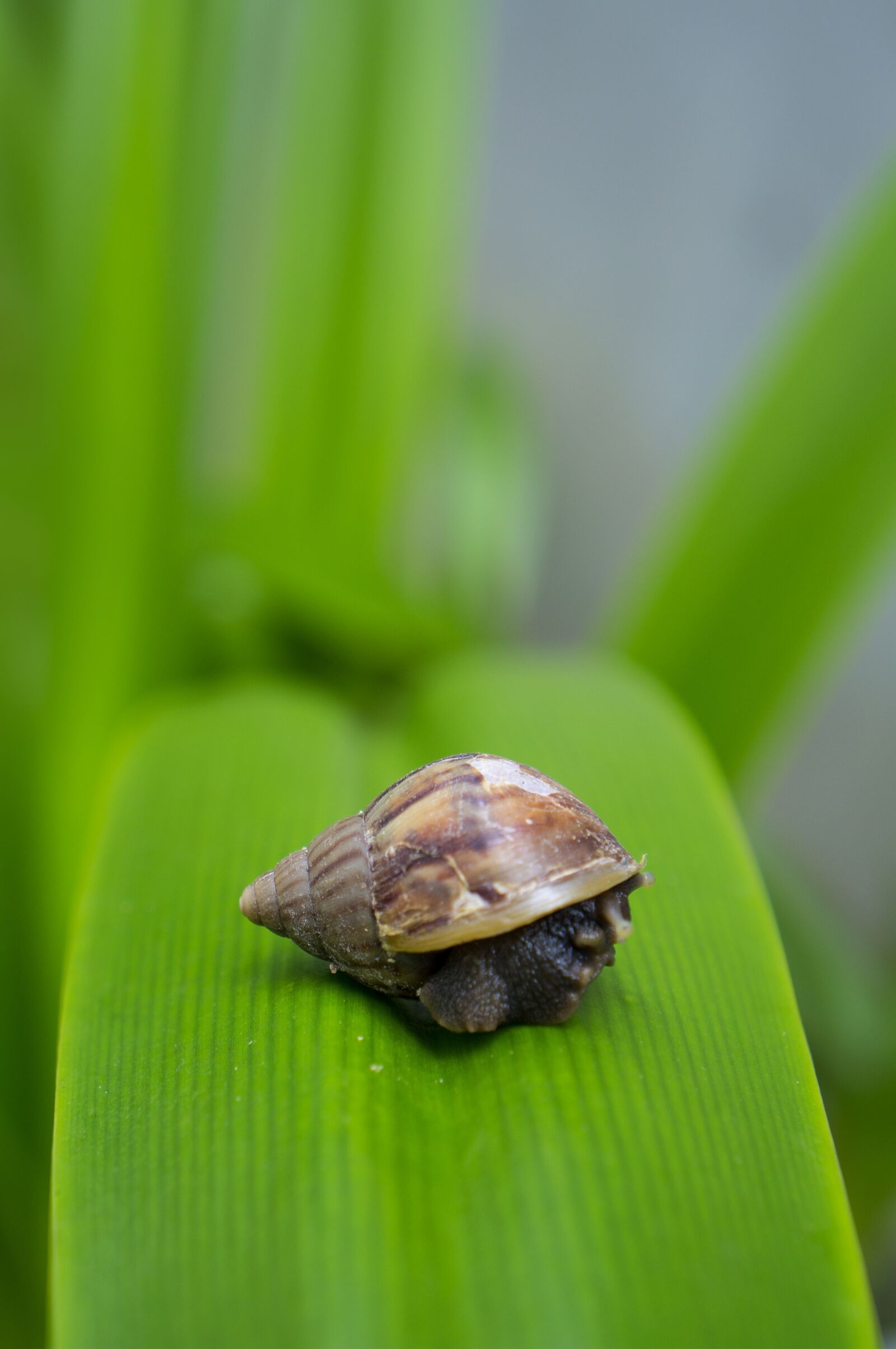 Sony Alpha NEX-F3 + Sony E 18-55mm F3.5-5.6 OSS sample photo. Snail, the leaves, natural photography