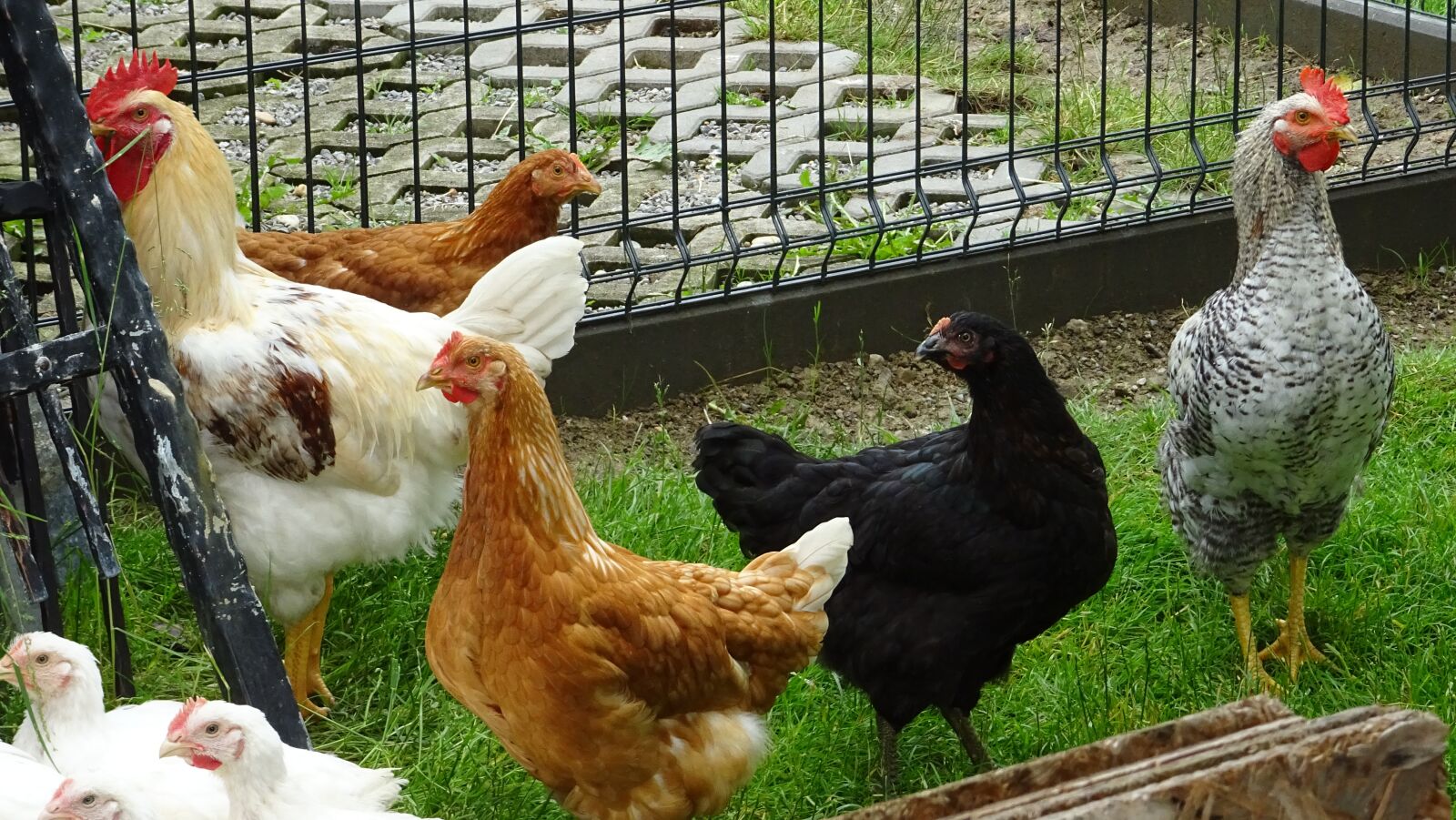 Sony DSC-HX60 sample photo. Farm, chicken, hen photography